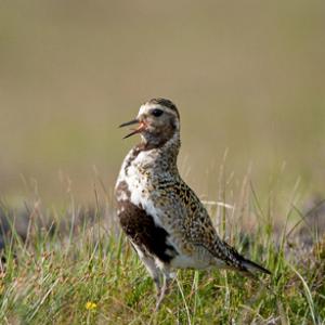 Golden Plover Calling DM1077