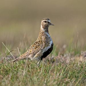 Golden Plover DM1075