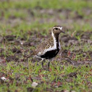 Golden Plover DM1076