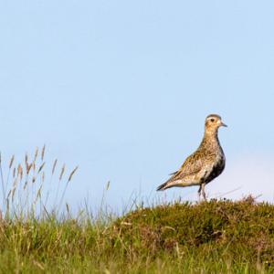 Golden Plover DM1078
