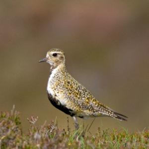 Golden Plover DM1103