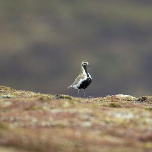 Golden Plover DM1669