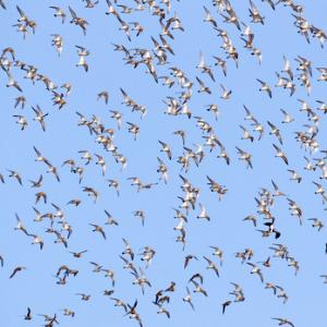 Golden Plover in Flight DM1079