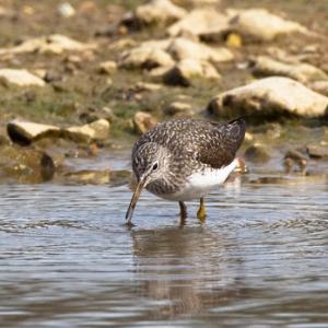 Green Sandpiper DM1074