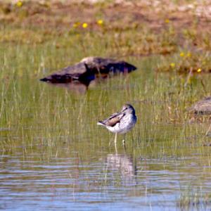 Greenshank DM1061
