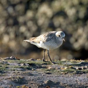 Grey Plover DM1106