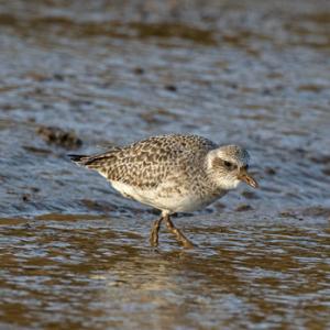 Grey Plover DM1670