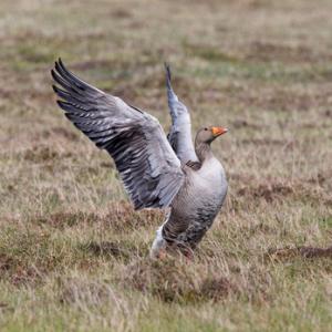 Greylag Goose DM1671