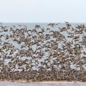 Group of Knot  DM1741
