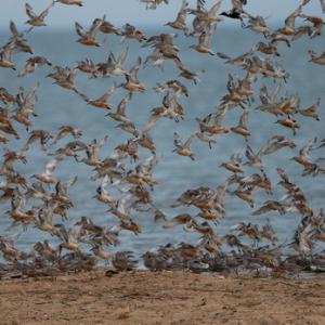 Group of Knot DM1739