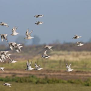 Knot in Flight DM1672