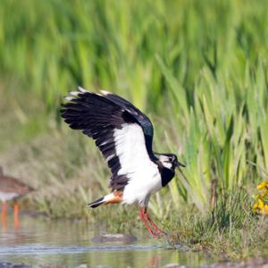 Lapwing  DM1068
