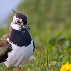 Lapwing DM1069