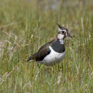 Lapwing DM1070