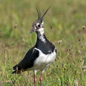 Lapwing DM1673