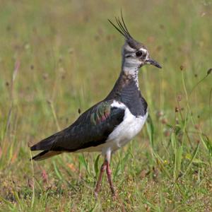 Lapwing DM1675