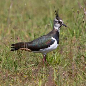 Lapwing DM1676