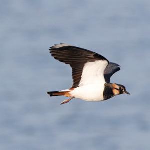 Lapwing in Flight  DM1682