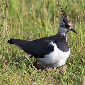 Lapwing on Nest  DM1684