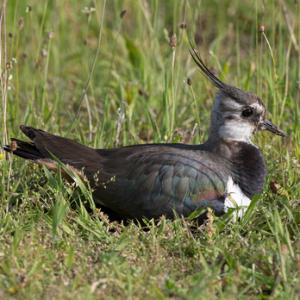 Lapwing on Nest  DM1685