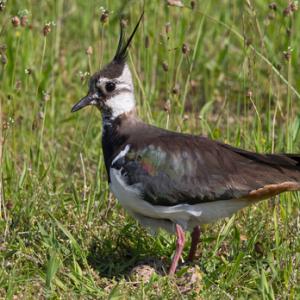 Lapwing on Nest DM1686