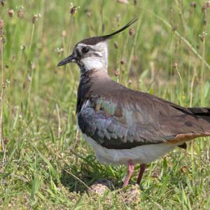 Lapwing on Nest DM1687