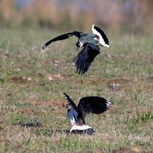 Lapwings Fighting DM1688