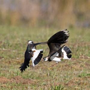 Lapwings Fighting DM1689