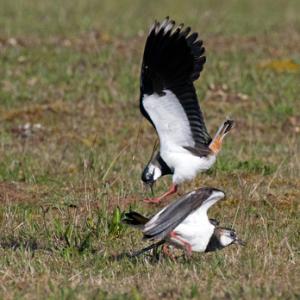 Lapwings Fighting DM1690