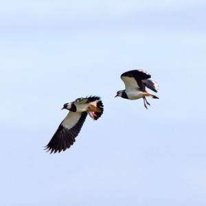 Lapwings in Flight DM1683