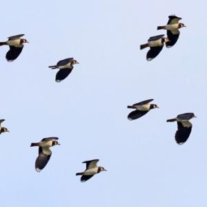 Lapwings in Flight DM1691