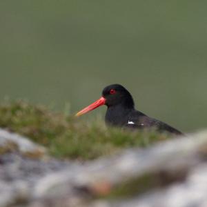 Oystercatcher DM1082