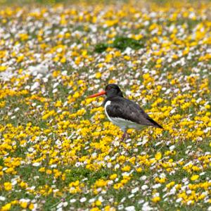 Oystercatcher in the Machair Flowers DM1080