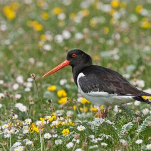 Oystercatcher in the Machair Flowers DM1081