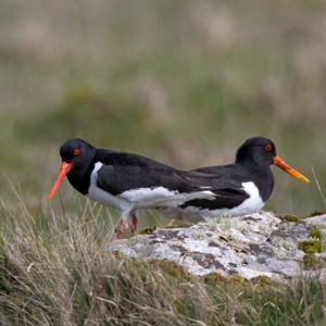 Pair Oystercatchers  DM1692