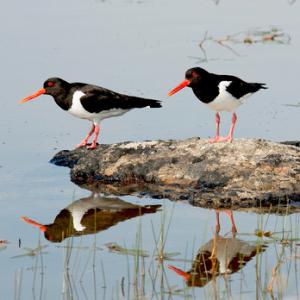 Pair of Oystercatchers DM1083
