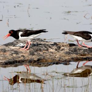 Pair of Oystercatchers DM1084