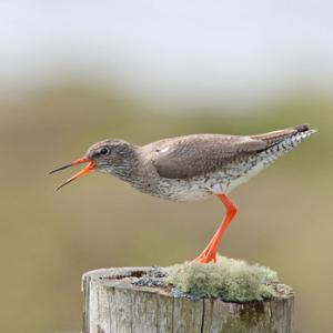 Redshank Calling on a Post DM1089