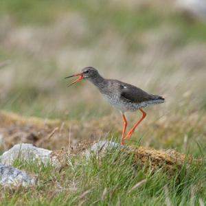 Redshank Calling on the Ground DM1090