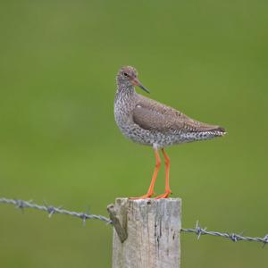 Redshank DM10193