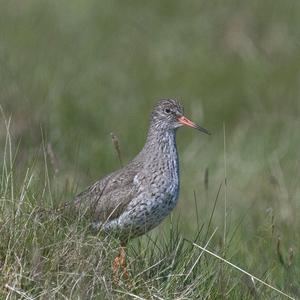 Redshank DM1088