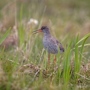 Redshank on the Ground DM1091