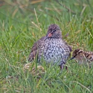 Redshank with Chick DM1092