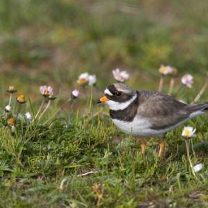 Ringed Plover  DM0195