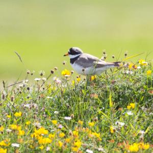 Ringed Plover DM1087