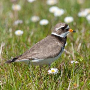 Ringed Plover DM1096