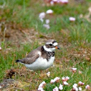 Ringed Plover DM1097