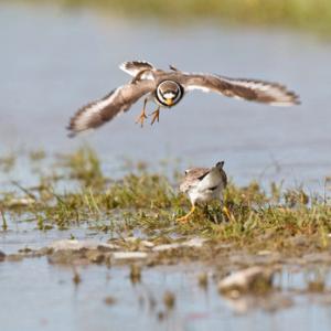 Ringed Plovers DM1085