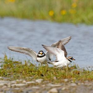 Ringed Plovers DM1086