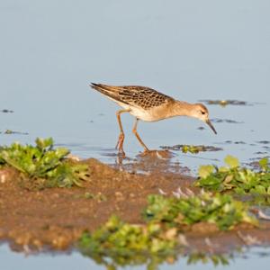 Ruff DM1271